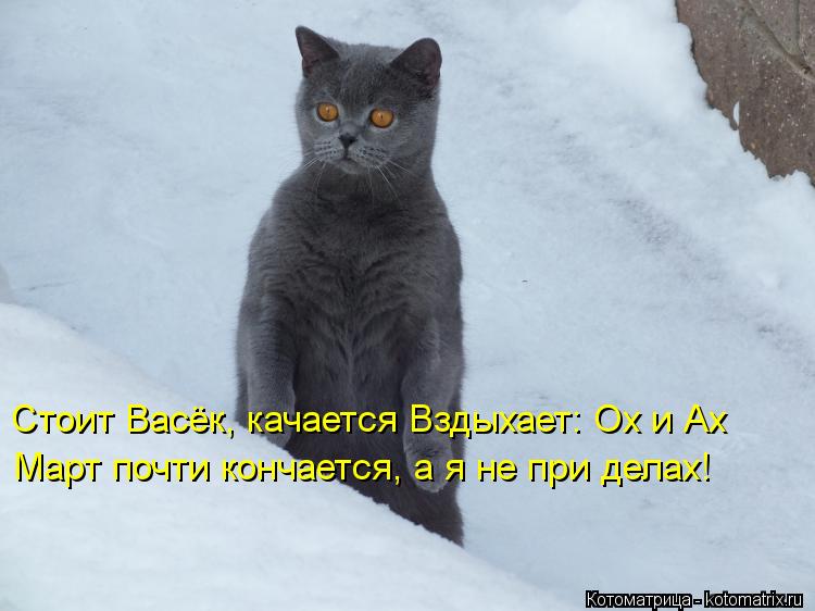 Котоматрица: Стоит Васёк, качается Вздыхает: Ох и Ах  Март почти кончается, а я не при делах!