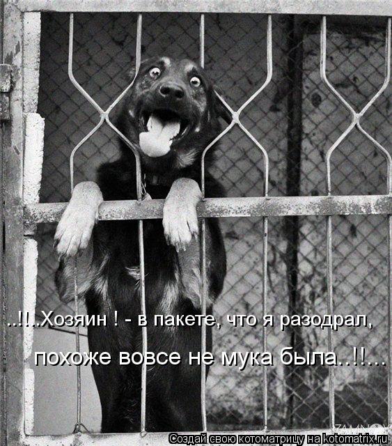 Котоматрица: ..!!..Хозяин ! - в пакете, что я разодрал, похоже вовсе не мука была..!!...
