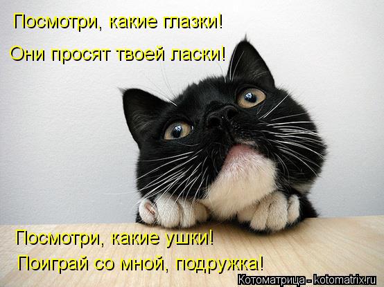 Котоматрица: Посмотри, какие глазки! Они просят твоей ласки! Посмотри, какие ушки! Поиграй со мной, подружка!