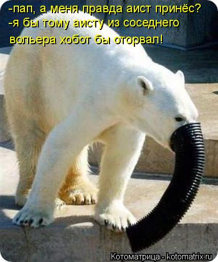 Котоматрица: -пап, а меня правда аист принёс? -я бы тому аисту из соседнего  вольера хобот бы оторвал!