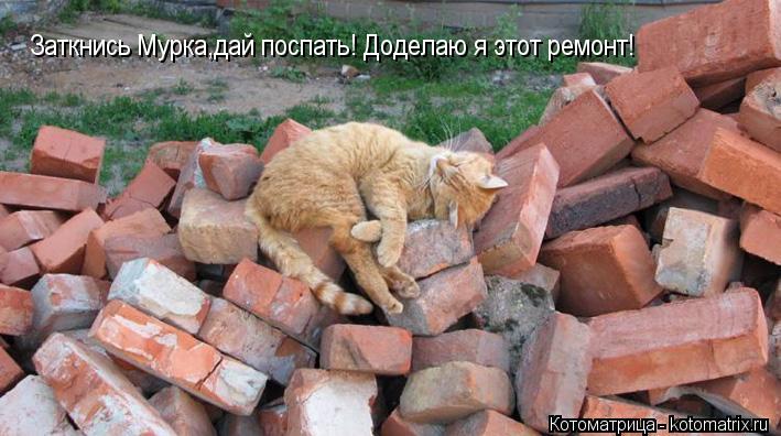 Котоматрица: Заткнись Мурка,дай поспать! Доделаю я этот ремонт!