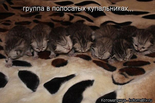 Котоматрица: группа в полосатых купальниках,,,