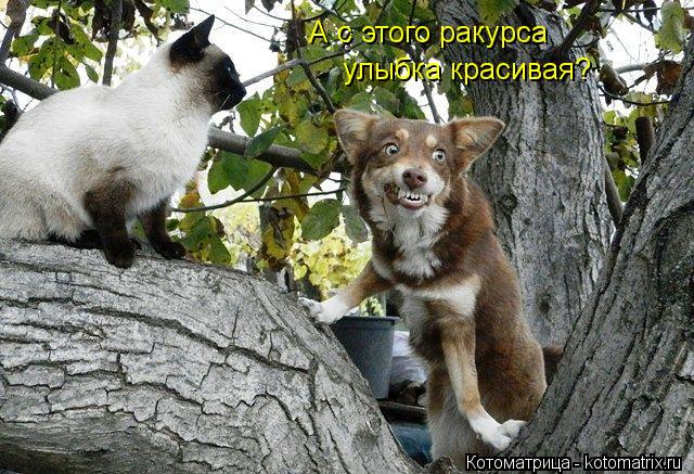 Котоматрица: А с этого ракурса  улыбка красивая?