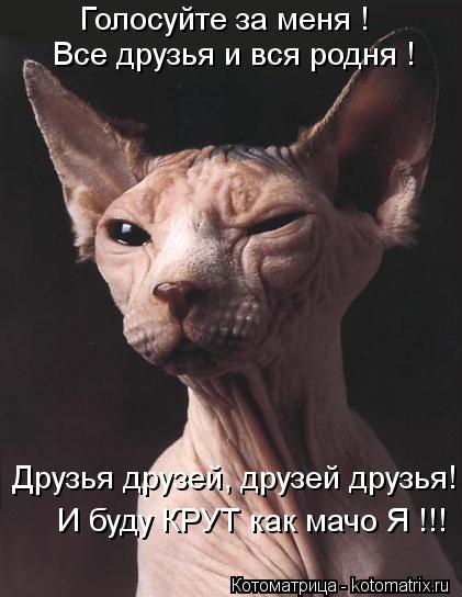 Котоматрица: Голосуйте за меня ! Все друзья и вся родня ! Друзья друзей, друзей друзья! И буду КРУТ как мачо Я !!!