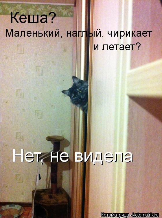Котоматрица: Кеша? Маленький, наглый, чирикает и летает? Нет, не видела