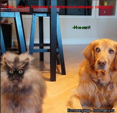 Котоматрица: -Рекс, это ты Мурзика в стиральную машину засунул? -Н-н-нет!
