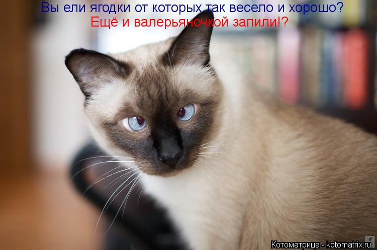 Котоматрица: Вы ели ягодки от которых так весело и хорошо? Ещё и валерьяночкой запили!?