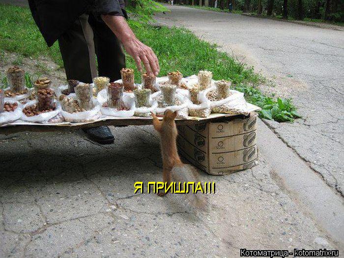 Котоматрица: Я ПРИШЛА!!! Я ПРИШЛА!!!