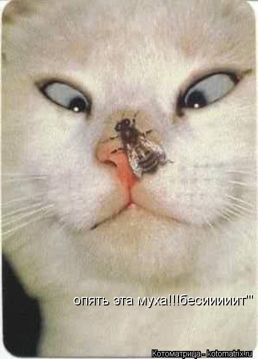 Котоматрица: опять эта муха!!!бесииииит'''