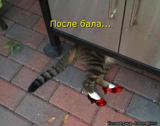 Котоматрица: После бала...