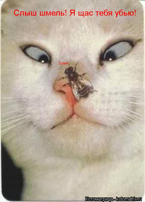 Котоматрица: Слыш шмель! Я щас тебя убью! Блин!