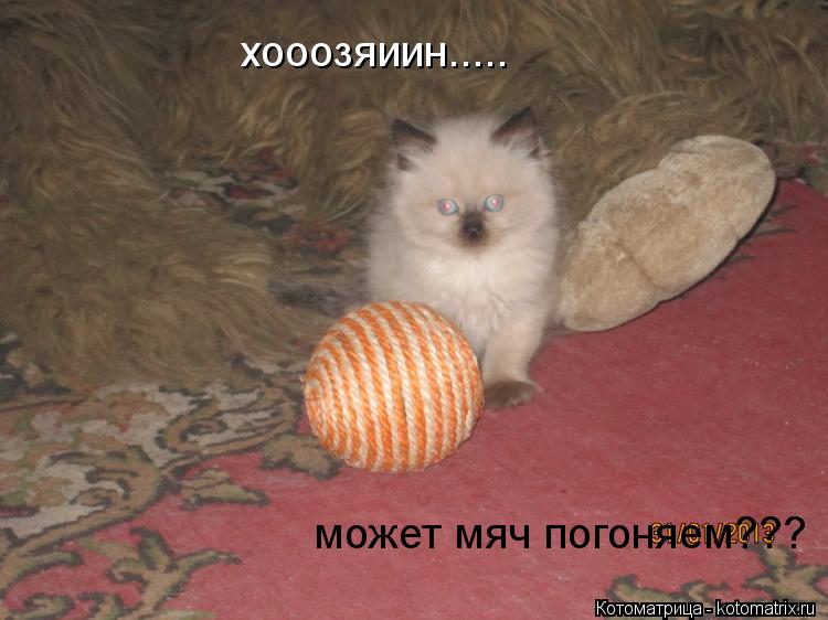 Котоматрица: хооозяиин..... может мяч погоняем???