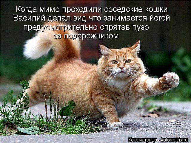 Котоматрица: Когда мимо проходили соседские кошки Василий делал вид что занимается йогой предусмотрительно спрятав пузо  за подорожником