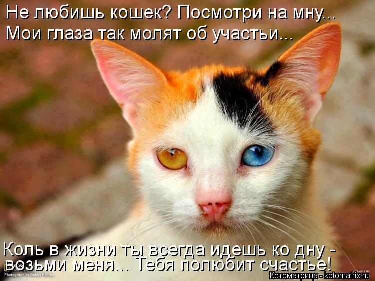 Котоматрица: Не любишь кошек? Посмотри на мну... Коль в жизни ты всегда идешь ко дну - возьми меня... Тебя полюбит счастье! Мои глаза так молят об участьи...