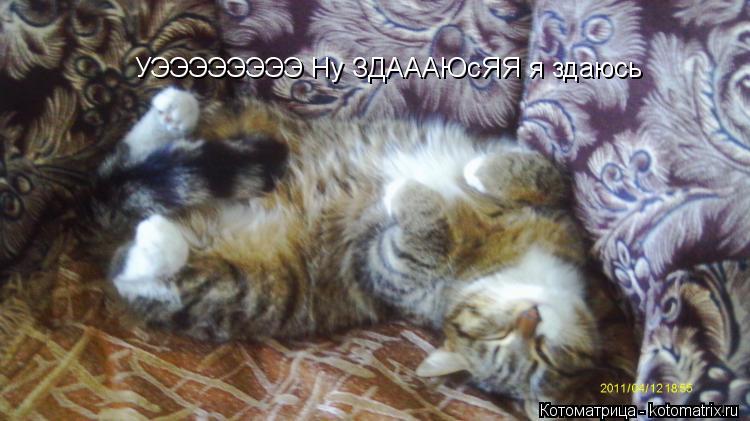 Котоматрица: УЭЭЭЭЭЭЭЭ Ну ЗДАААЮсЯЯ я здаюсь