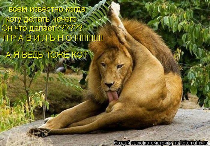 Котоматрица: всем известно когда коту делать нечего Он что делает?????? П Р А В И Л Ь Н О !!!!!!!!!!!!  А Я ВЕДЬ ТОЖЕ КОТ