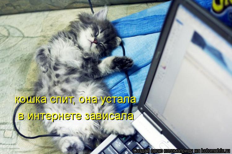 Котоматрица: кошка спит, она устала в интернете зависала