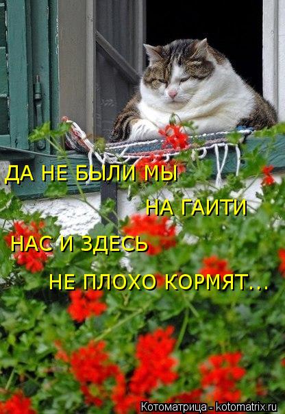 Котоматрица: ДА НЕ БЫЛИ МЫ  НА ГАИТИ НАС И ЗДЕСЬ НЕ ПЛОХО КОРМЯТ...