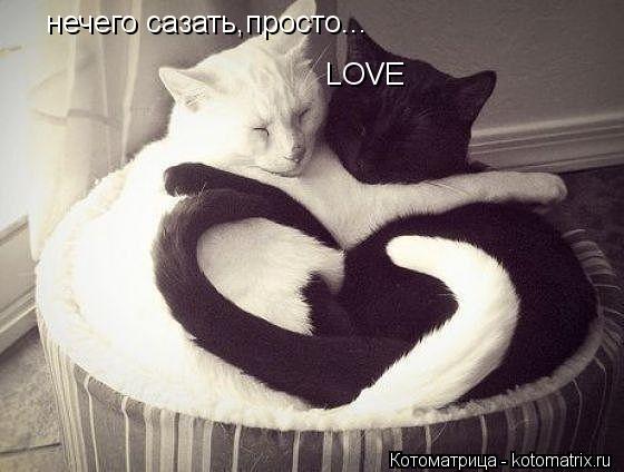 Котоматрица: нечего сазать,просто... LOVE