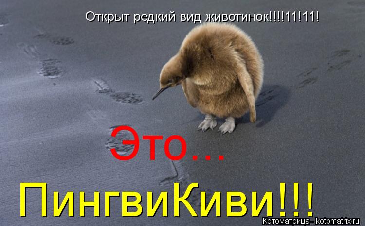 Котоматрица: Открыт редкий вид животинок!!!!11!11! Это... ПингвиКиви!!!