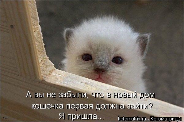Котоматрица: А вы не забыли, что в новый дом  Я пришла... кошечка первая должна зайти?