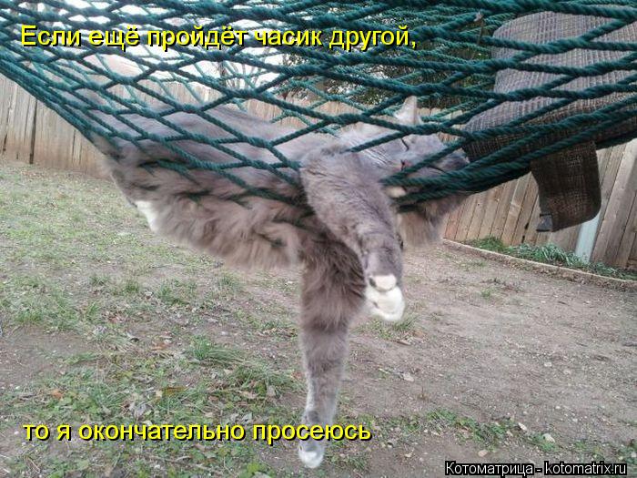 Котоматрица: Если ещё пройдёт часик другой, то я окончательно просеюсь
