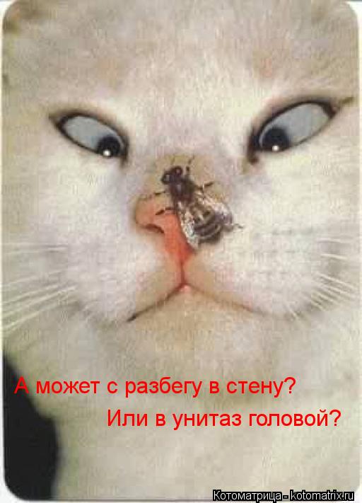 Котоматрица: А может с разбегу в стену? Или в унитаз головой?