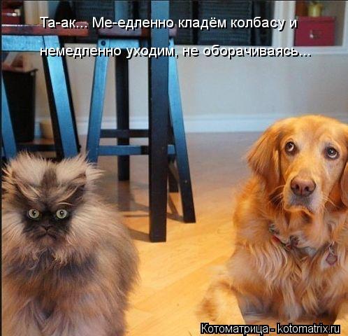 Котоматрица: Та-ак... Ме-едленно кладём колбасу и  немедленно уходим, не оборачиваясь...
