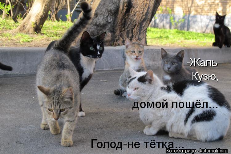 -Жаль Кузю, домой пошёл... Голод-не тётка...... Котоматрица: -Жаль Кузю, домой пошёл... Голод-не тётка...