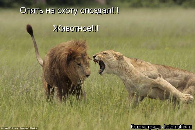 Котоматрица: Опять на охоту опоздал!!! Животное!!!
