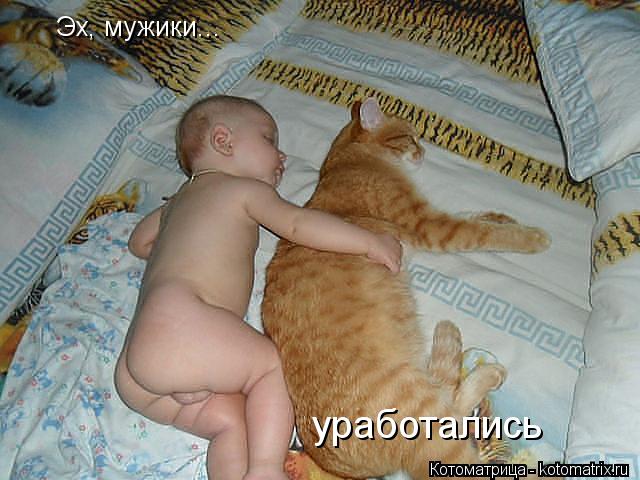 Котоматрица: Эх, мужики...  уработались