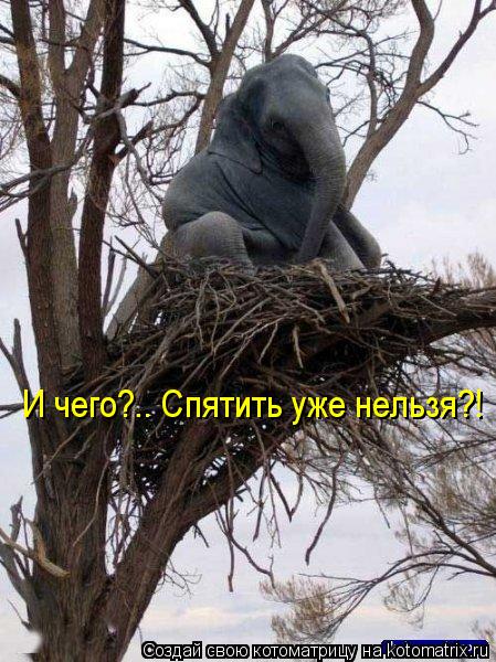 И чего?.. Спятить уже нельзя?!... Котоматрица: И чего?.. Спятить уже нельзя?!