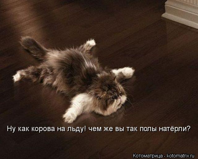 Котоматрица: Ну как корова на льду! чем же вы так полы натёрли?