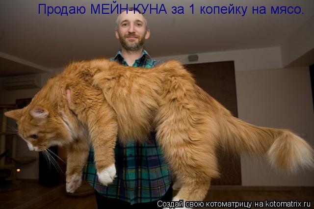 Котоматрица: Продаю МЕЙН-КУНА за 1 копейку на мясо.