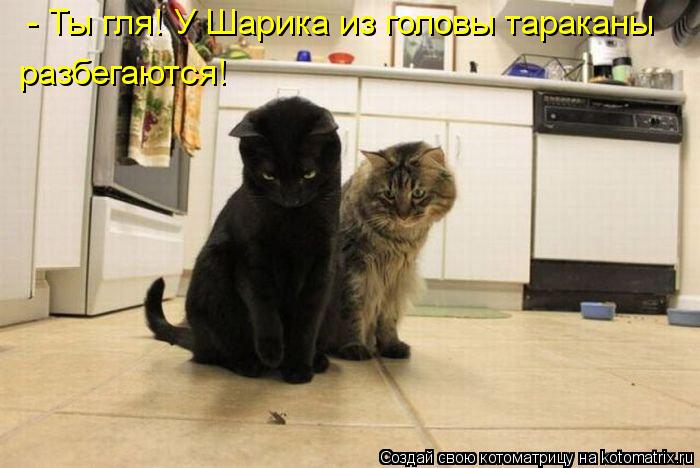 Котоматрица: - Ты гля! У Шарика из головы тараканы разбегаются!