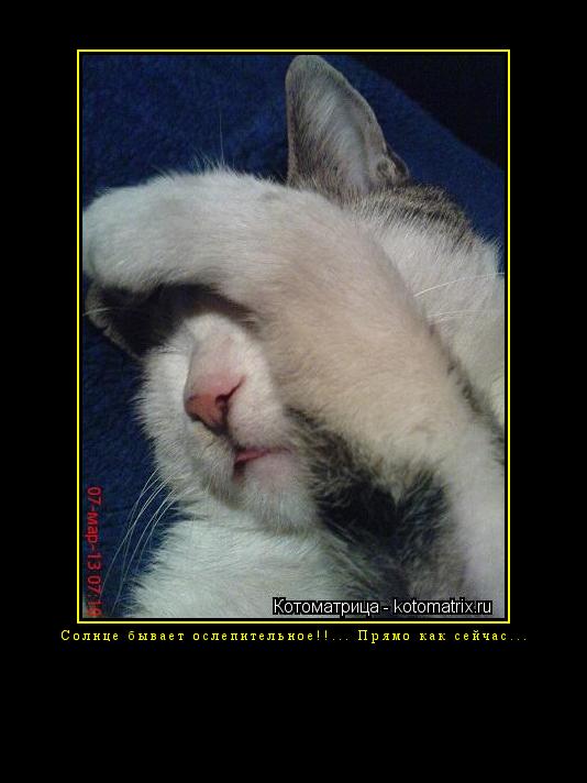 Котоматрица: Солнце бывает ослепительное!!... Прямо как сейчас... 