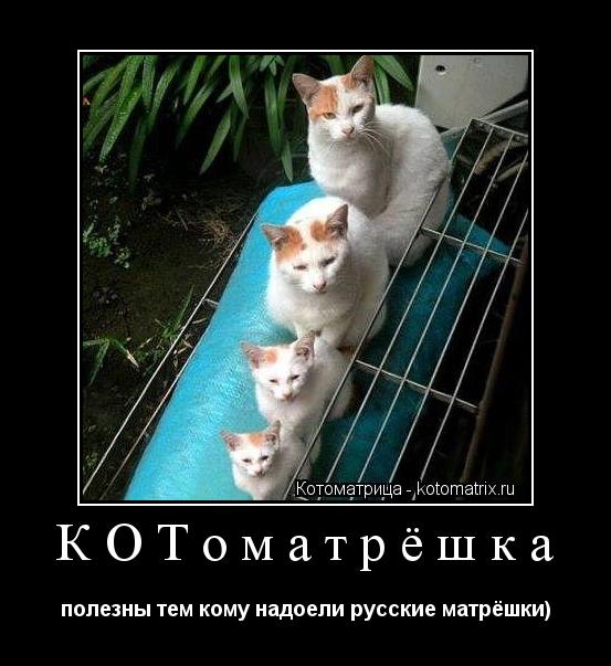 Котоматрица: КОТоматрёшка полезны тем кому надоели русские матрёшки)