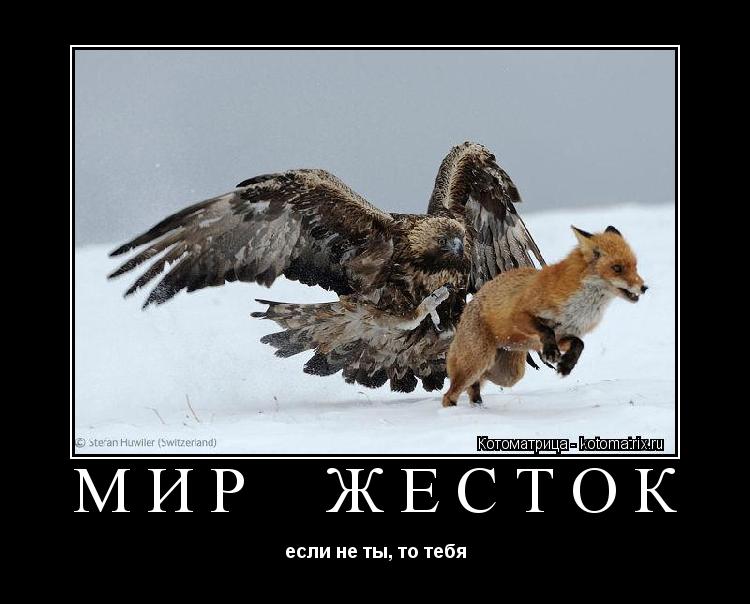 Котоматрица: МИР  ЖЕСТОК если не ты, то тебя