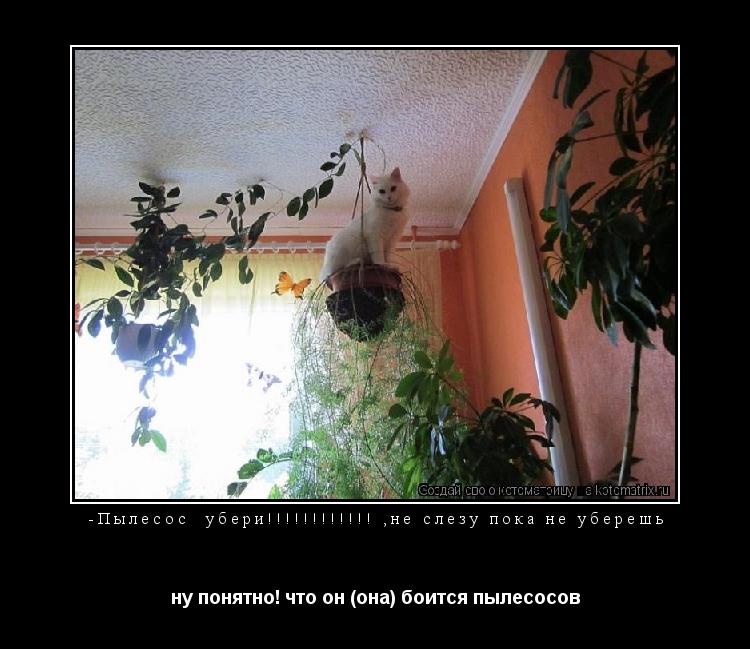 Котоматрица: -Пылесос  убери!!!!!!!!!!!! ,не слезу пока не уберешь  ну понятно! что он (она) боится пылесосов