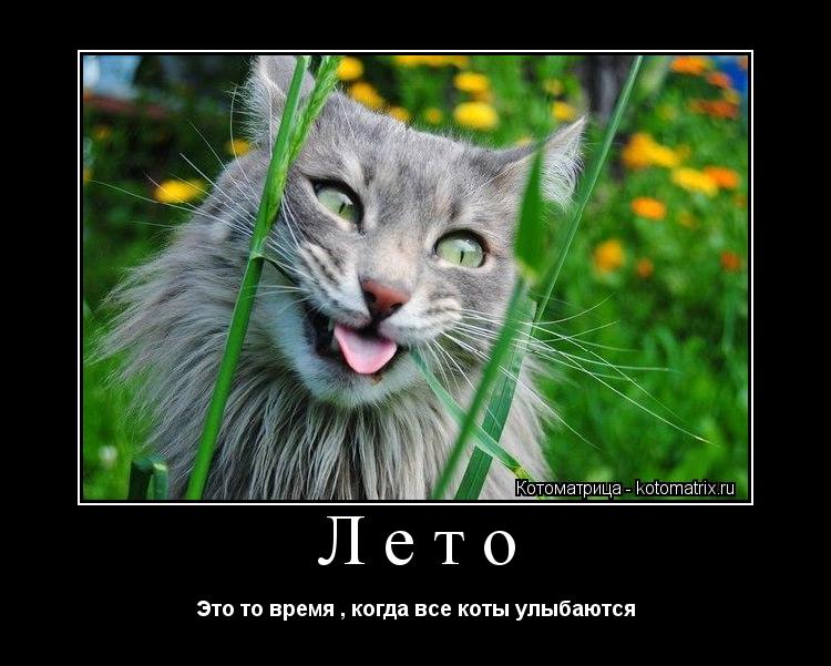 Лето Это то время , когда все коты улыбаются... Котоматрица: Лето Это то время , когда все коты улыбаются