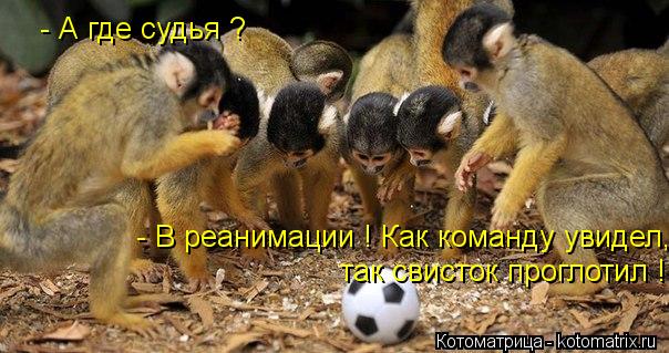 Котоматрица: - А где судья ? - В реанимации ! Как команду увидел, так свисток проглотил !