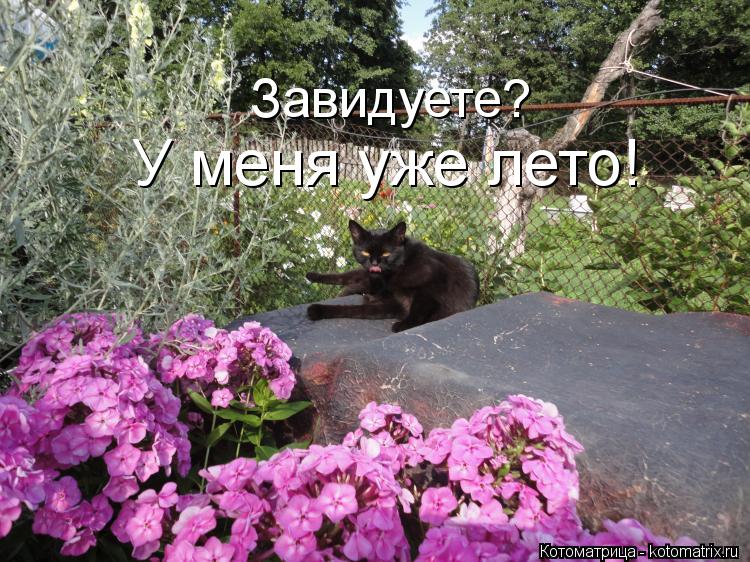 Котоматрица: Завидуете? У меня уже лето!