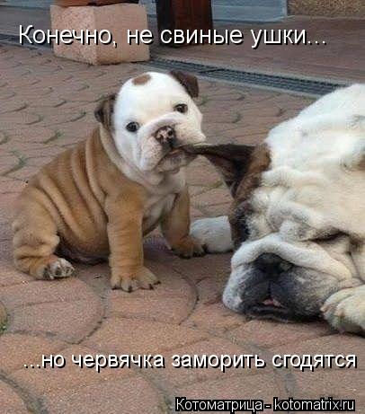 Котоматрица: Конечно, не свиные ушки... ...но червячка заморить сгодятся