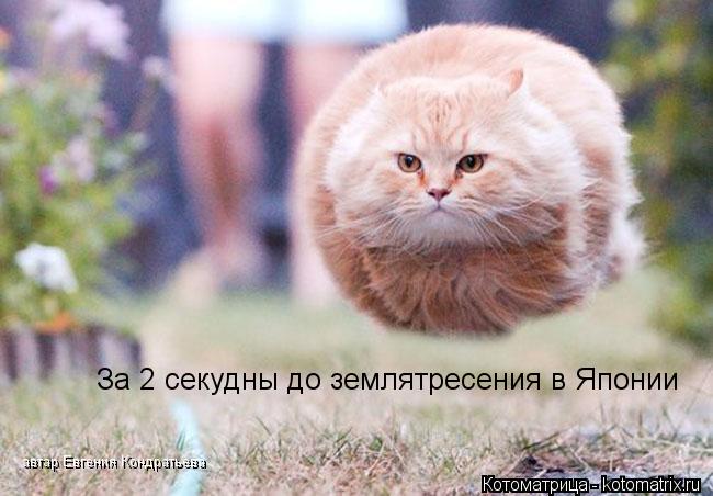 За 2 секудны до землятресения в Японии автар Евгения Кондратьева... Котоматрица: За 2 секудны до землятресения в Японии автар Евгения Кондратьева