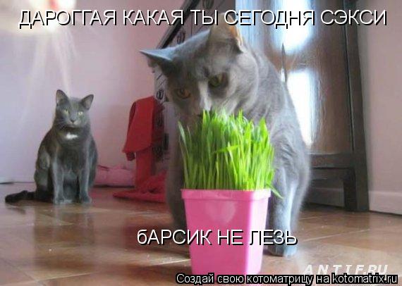 ДАРОГГАЯ КАКАЯ ТЫ СЕГОДНЯ СЭКСИ бАРСИК НЕ ЛЕЗЬ... Котоматрица: ДАРОГГАЯ КАКАЯ ТЫ СЕГОДНЯ СЭКСИ бАРСИК НЕ ЛЕЗЬ