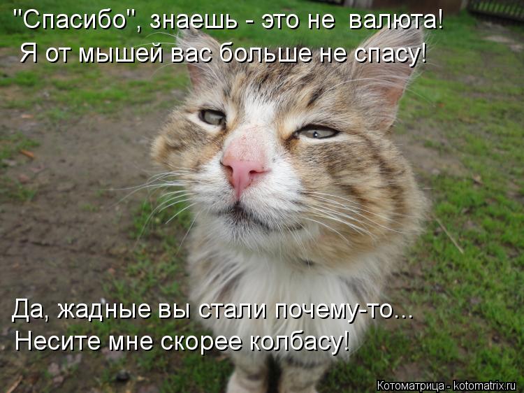 "Спасибо", знаешь - это не валюта! Я от мышей вас больше не спасу! Да, жадные вы стали почему-то... ... Котоматрица: "Спасибо", знаешь - это не валюта! Я от мышей вас больше не спасу! Да, жадные вы стали почему-то... Несите мне скорее колбасу!