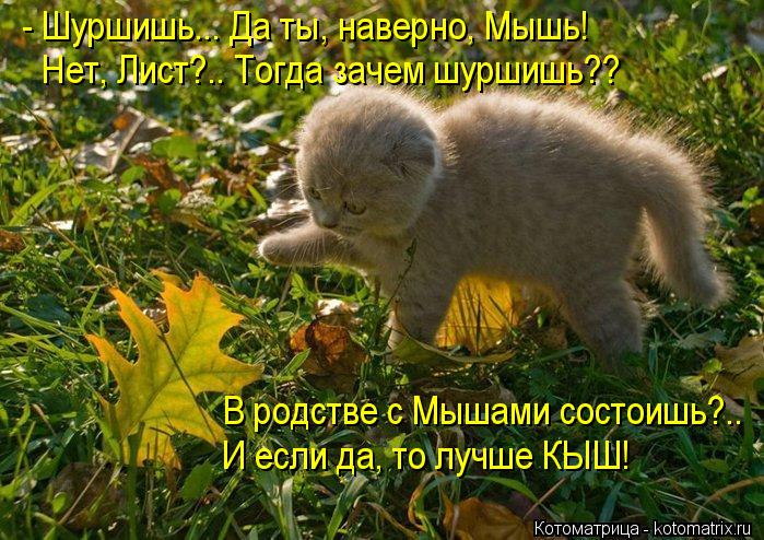 - Шуршишь... Да ты, наверно, Мышь! Нет, Лист?.. Тогда зачем шуршишь?? В родстве с Мышами состоишь?.. ... Котоматрица: - Шуршишь... Да ты, наверно, Мышь! Нет, Лист?.. Тогда зачем шуршишь?? В родстве с Мышами состоишь?.. И если да, то лучше КЫШ!