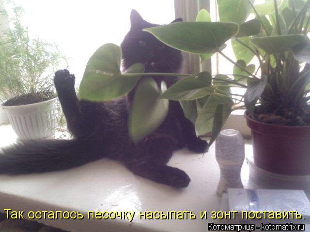 Котоматрица: Так осталось песочку насыпать и зонт поставить.