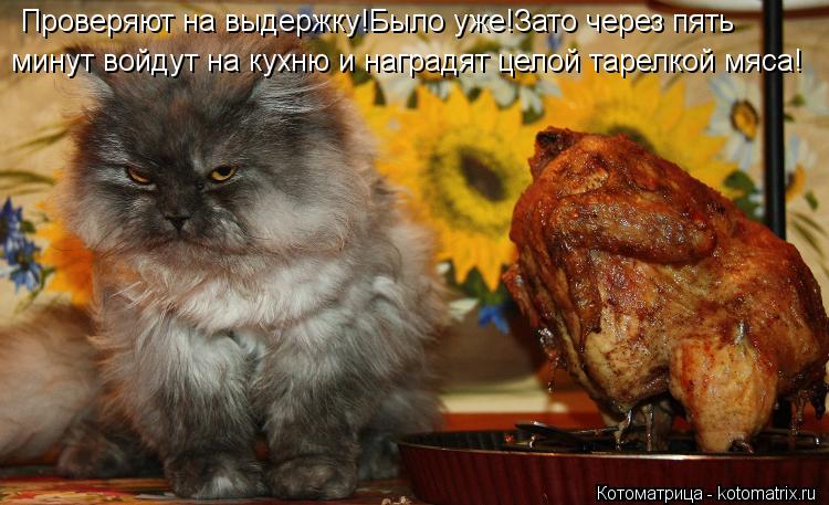Котоматрица: Проверяют на выдержку!Было уже!Зато через пять  минут войдут на кухню и наградят целой тарелкой мяса!