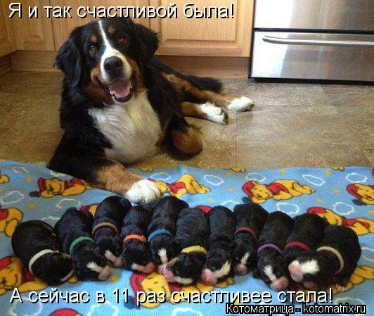 Я и так счастливой была! А сейчас в 11 раз счастливее стала!... Котоматрица: Я и так счастливой была! А сейчас в 11 раз счастливее стала!